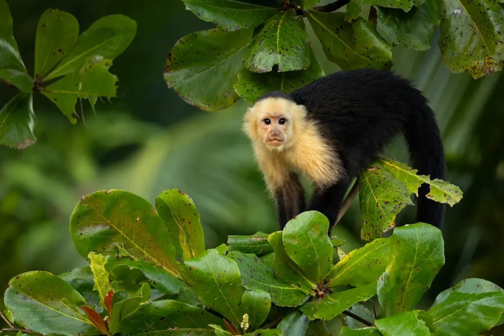 white-faced-capuchin-monkey-in-costa-rica