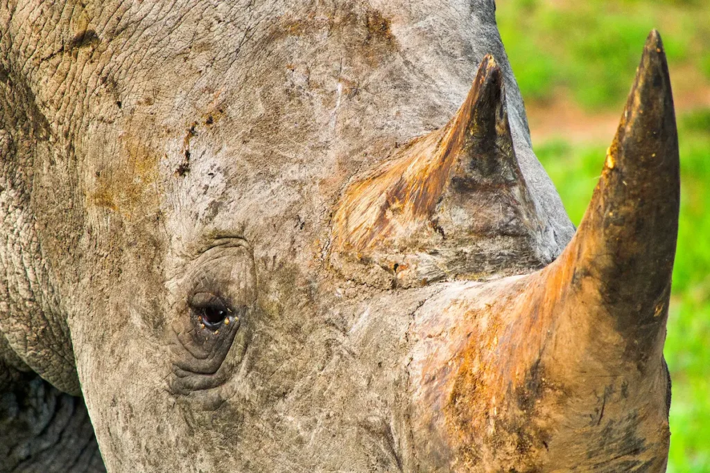 white-rhinoceros-kruger-national-park