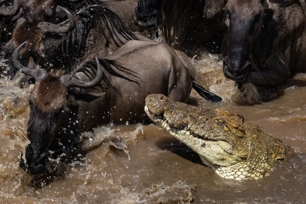 wildebeest-and-crocodile-in-murky-river-water