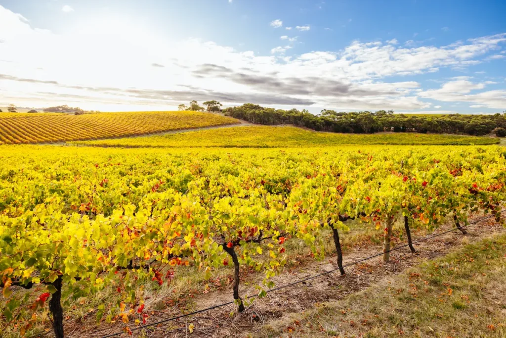 wine-region-landscape-in-australia