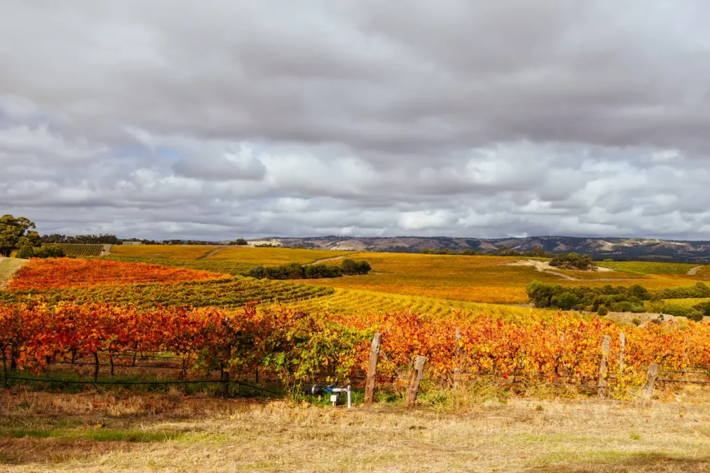 wine-region-landscape-in-australia-2