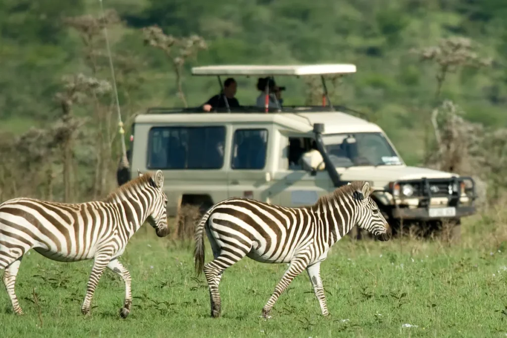 zebras-and-safari-vehicle-roam-a-grassy-plain
