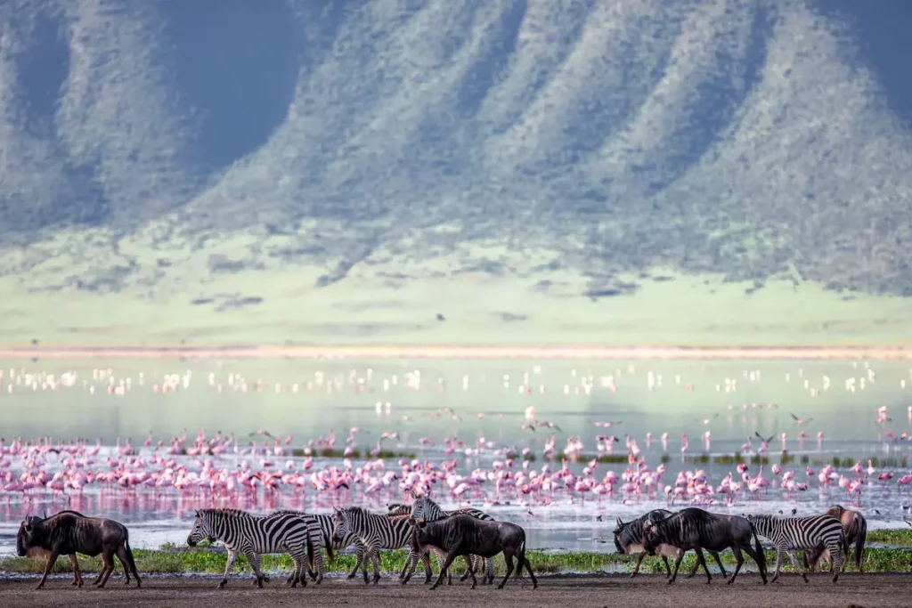 zebras-and-wildebeests-in-the-ngorongoro-crater