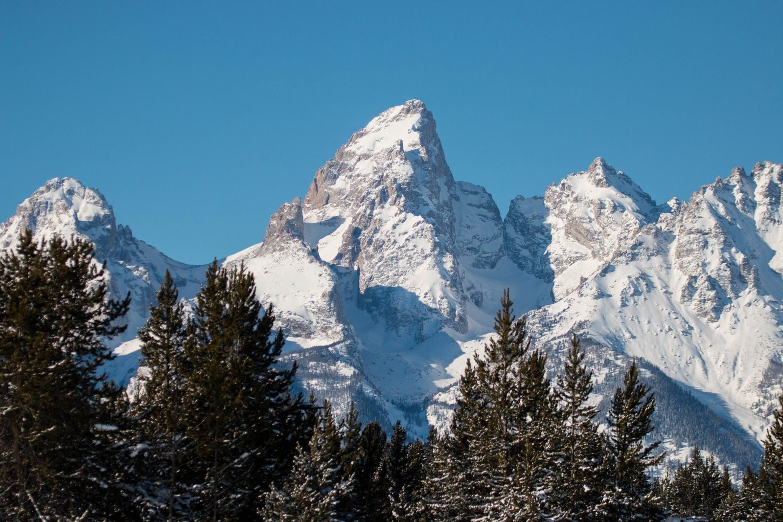 El Grand Teton nevado, en Wyoming, con pinos en primer plano